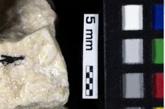 Foto (Detailansicht) von Mecochirus sp. (NHMW-GEO-1990-0041-0222)